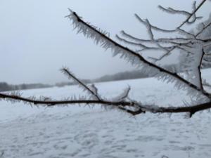 Icy tree branches - renewing for spring