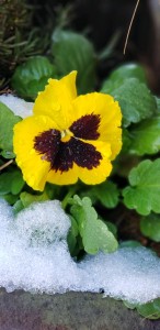 A pansy in the snow