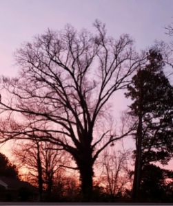 Beautiful winter tree against a sunrise sky